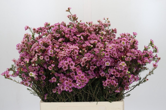 <h4>Chamelaucium Adi</h4>