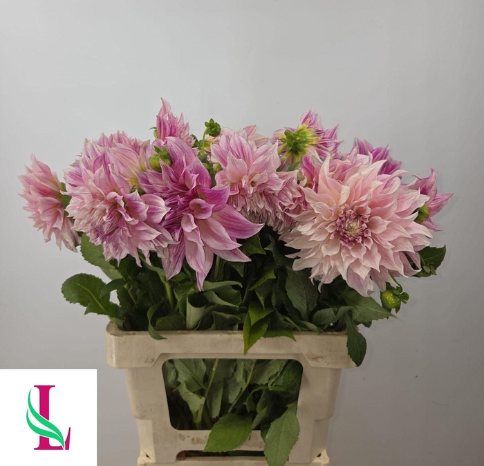 <h4>DAHL CAFE LAIT ROYAL</h4>