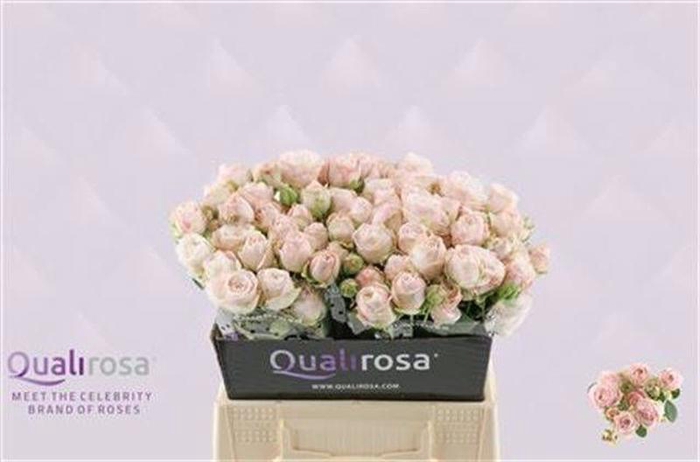 <h4>R Tr Bombastic Qualirosa</h4>