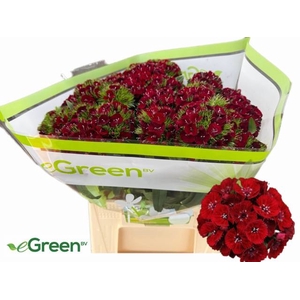 DI BARB B DIEP ROOD