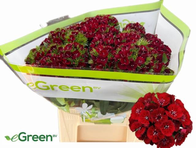 <h4>DI BARB B DIEP ROOD</h4>