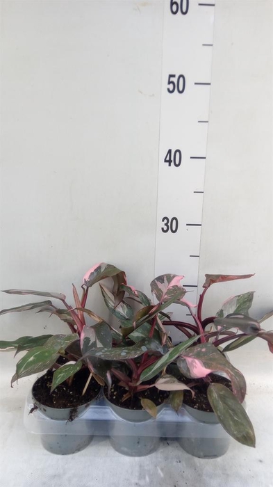 <h4>PHILODENDRON   ... KOLIBRI GREENS '</h4>