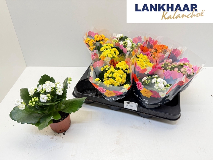 <h4>KAL GE PERFECTA GEM</h4>