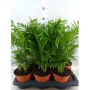 Chamaedorea elegans