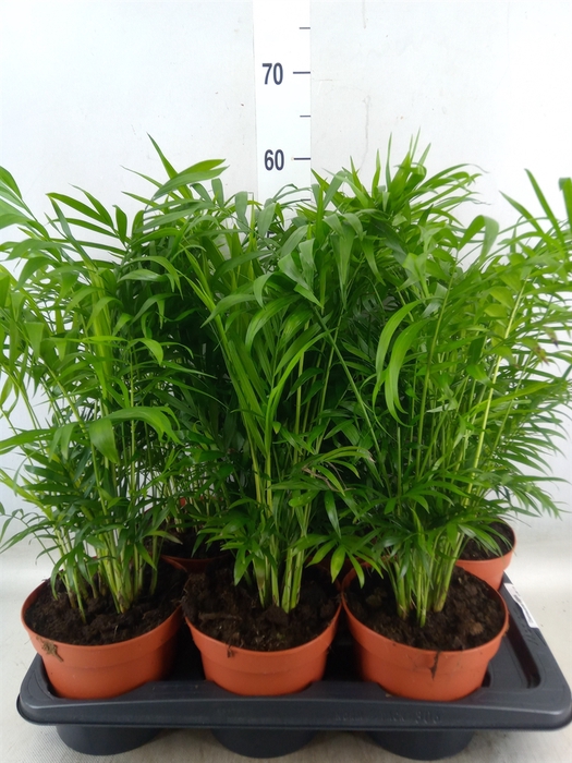 <h4>Chamaedorea elegans</h4>