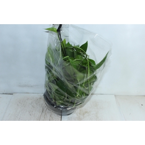 JIBOIA VERDE C21 MIN 50 CM PENDENTE