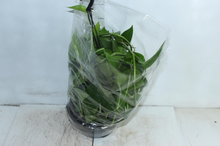 <h4>JIBOIA VERDE C21 MIN 50 CM PENDENTE</h4>