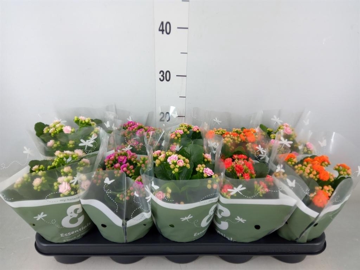 <h4>Kalanchoe blos. ..rosebud mix</h4>