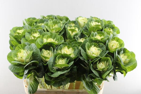 <h4>Brass White Crane</h4>