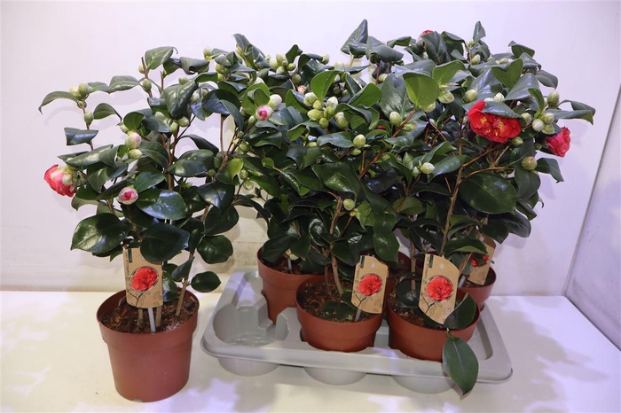 <h4>Came Lady Campbell</h4>