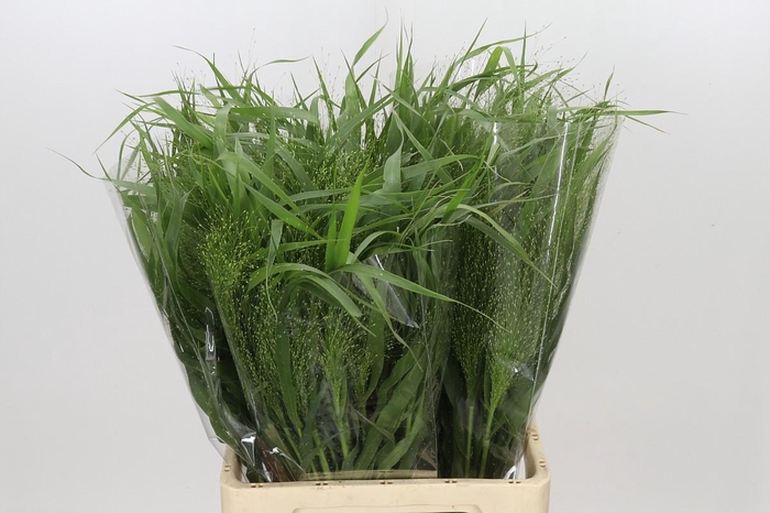 <h4>Panicum Fountain</h4>
