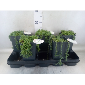 Senecio herreianus