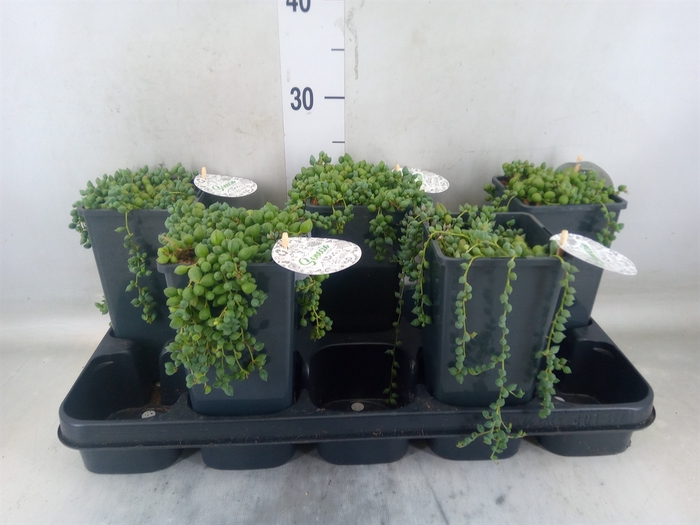 <h4>Senecio herreianus</h4>