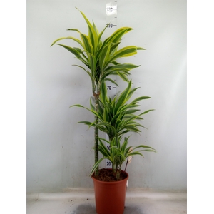 Dracaena fr de 'LemonLime'