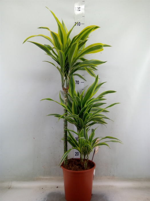 <h4>Dracaena fr de 'LemonLime'</h4>