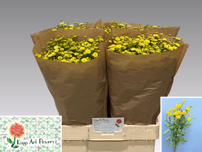 <h4>TANA PA AMAZONE</h4>