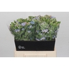 Oxypetalum Tweedia Blue