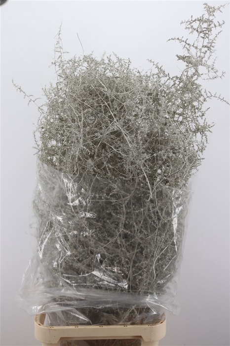 Sprengerie Wild Platina P Stem