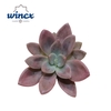 Graptoveria Rosie Crow Cutflower Wincx-8cm