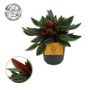 Peperomia Rosso