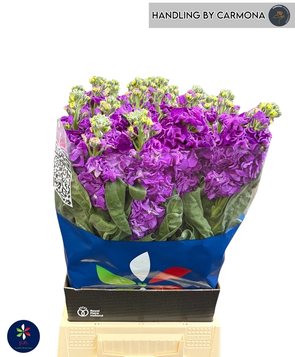 <h4>MATTH IRON PURPLE</h4>