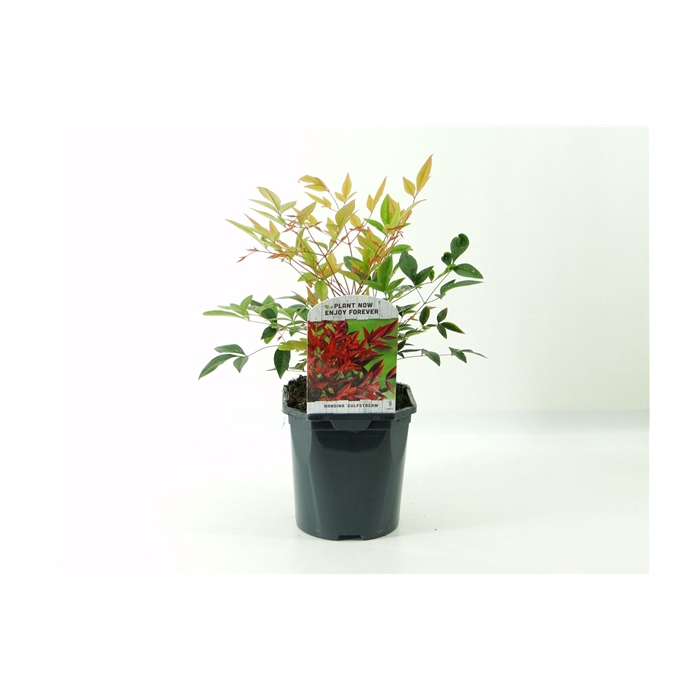 <h4>Nandina dom. Gulfstream</h4>