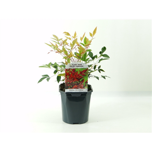 <h4>Nandina dom. Gulfstream</h4>