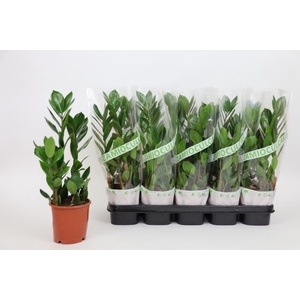 ZAMIO ZAMIIFOLIA