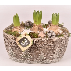 Arrangementen Hyacinthus 6%