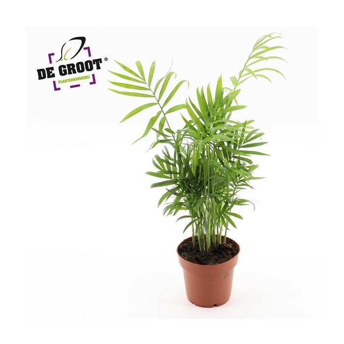 <h4>Chamaedorea elegans</h4>