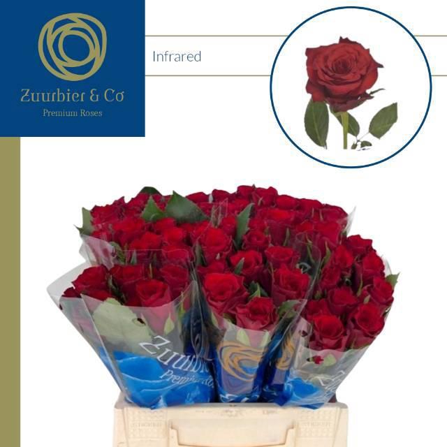 <h4>R GR INFRARED</h4>