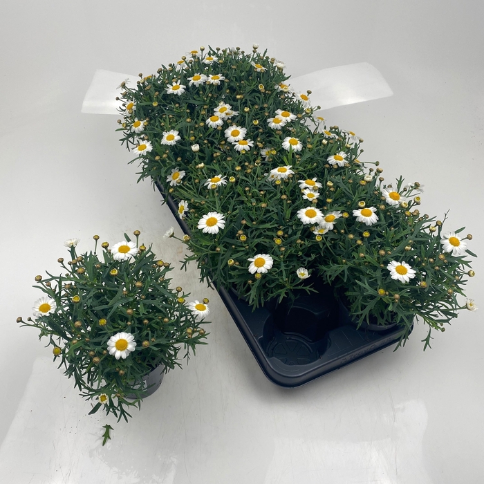 <h4>ARG MO DUPLO WHITE</h4>