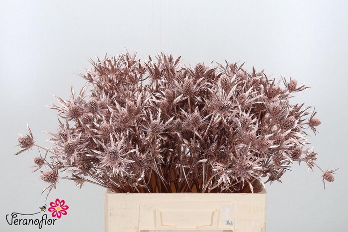 <h4>ERYN DOBIDA KLB H%</h4>