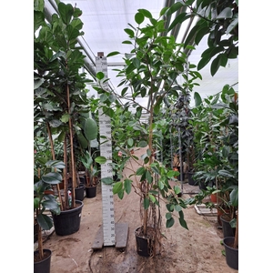 Ficus altissima