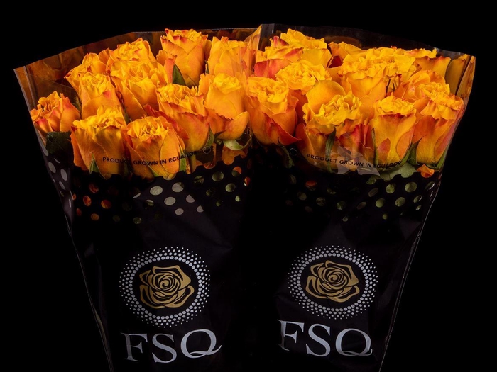 <h4>R GR Orange Reeva</h4>