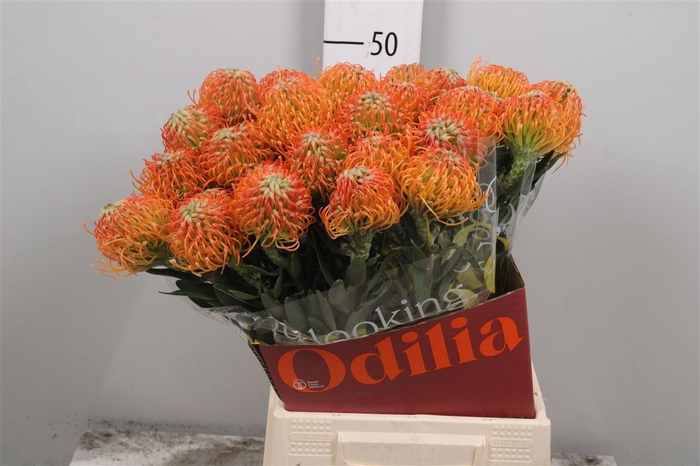 <h4>Leuco Ayoba Peach</h4>