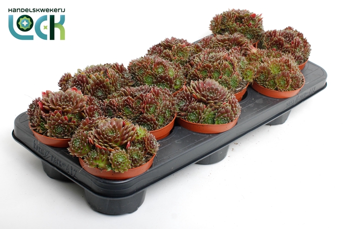 <h4>sempervivum corser</h4>