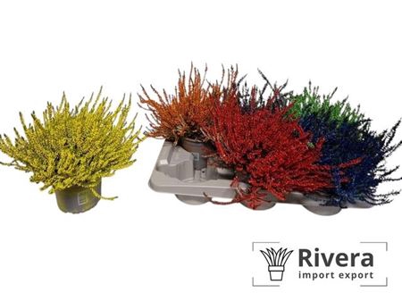 Callu Klb Mixk H% Paint