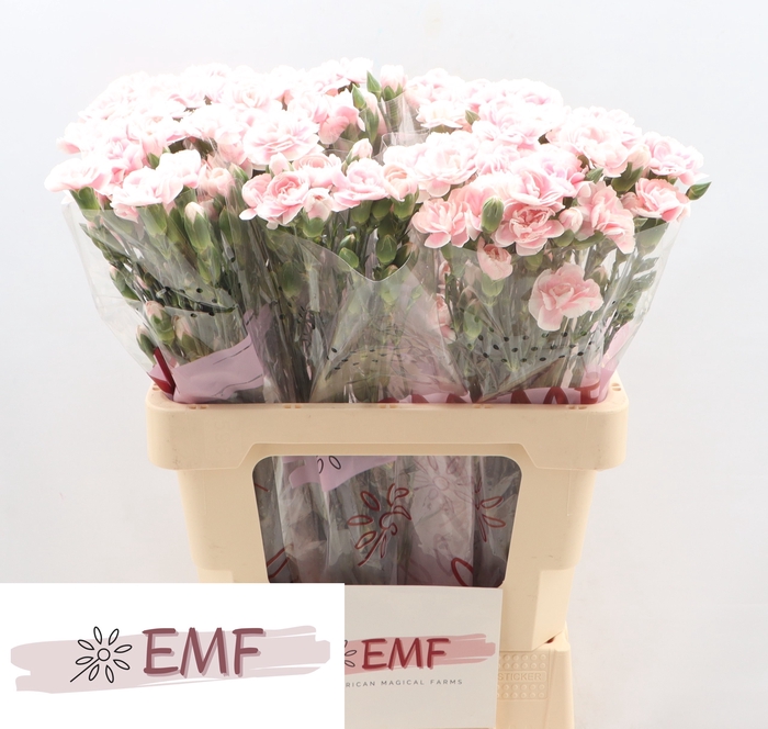 <h4>DI TR COSMOPINK</h4>