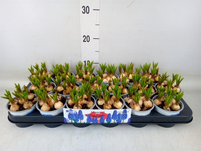 <h4>Muscari 'Big Smile'</h4>