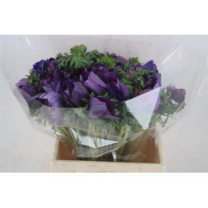 Anem Mistral Super Magenta