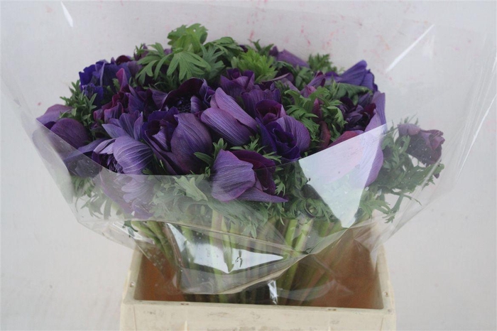 <h4>Anem Mistral Super Magenta</h4>