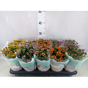 Chrysanthemum  'Jellyfish'   ...mix