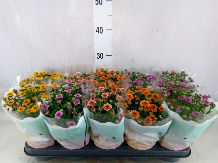 <h4>Chrysanthemum  'Jellyfish'   ...mix</h4>