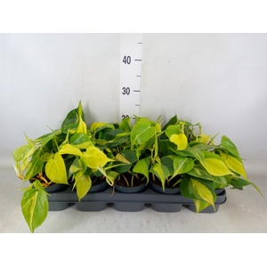 Philodendron scand. 'Brasil'