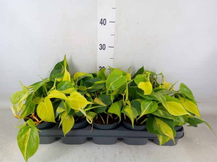 <h4>Philodendron scand. 'Brasil'</h4>