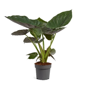 Alocasia wentii