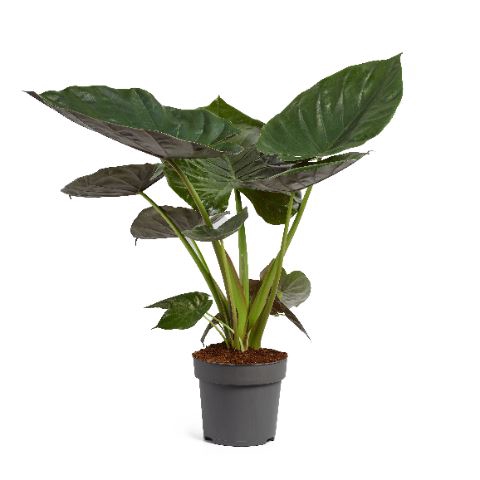 <h4>Alocasia wentii</h4>