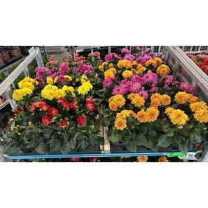 DAHLIA MIXK 5 KL