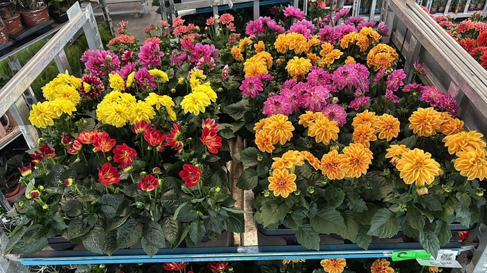<h4>DAHLIA MIXK 5 KL</h4>